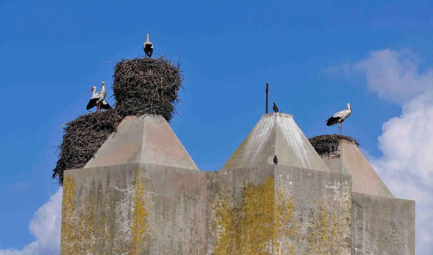 White storks on nest